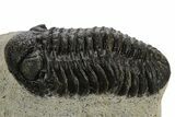 Detailed Morocops Trilobite - Ofaten, Morocco #340915-2